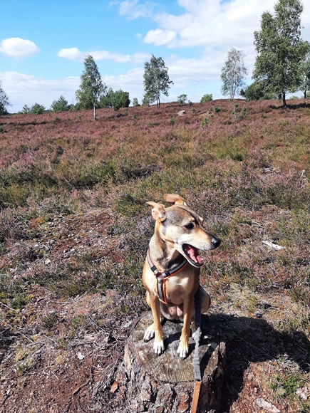 Foto:: August 2022: Ausflug in die Lueneburger Heide / Trip to Lueneburg Heath (Foto,Fotos,Bilder,Bild,)
