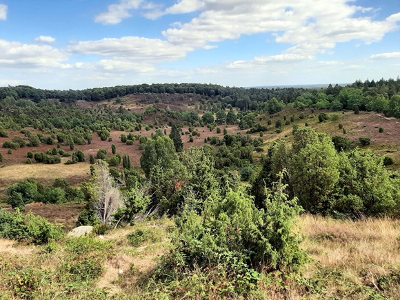 Foto:: August 2022: Ausflug in die Lueneburger Heide / Trip to Lueneburg Heath (Foto,Fotos,Bilder,Bild,)