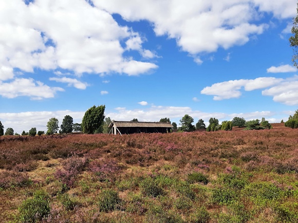 Foto:: August 2022: Ausflug in die Lueneburger Heide / Trip to Lueneburg Heath (Foto,Fotos,Bilder,Bild,)