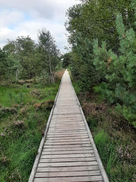 Foto:: August 2022: Ausflug in die Lueneburger Heide / Trip to Lueneburg Heath (Foto,Fotos,Bilder,Bild,)