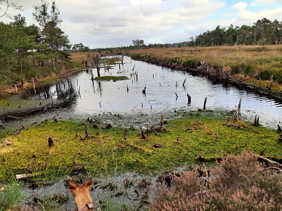 Foto:: August 2022: Ausflug in die Lueneburger Heide / Trip to Lueneburg Heath (Foto,Fotos,Bilder,Bild,)