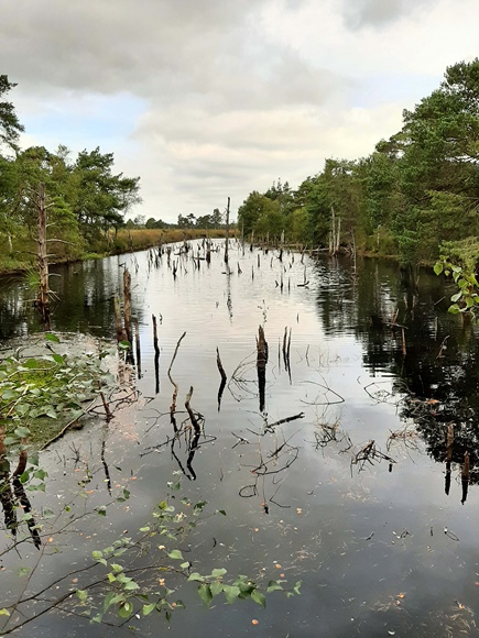Foto:: August 2022: Ausflug in die Lueneburger Heide / Trip to Lueneburg Heath (Foto,Fotos,Bilder,Bild,)