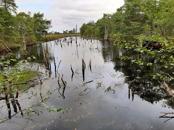 Foto:: August 2022: Ausflug in die Lueneburger Heide / Trip to Lueneburg Heath (Foto,Fotos,Bilder,Bild,)
