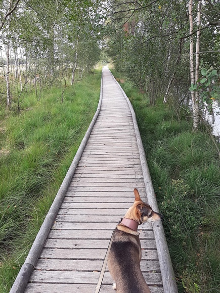 Foto:: August 2022: Ausflug in die Lueneburger Heide / Trip to Lueneburg Heath (Foto,Fotos,Bilder,Bild,)