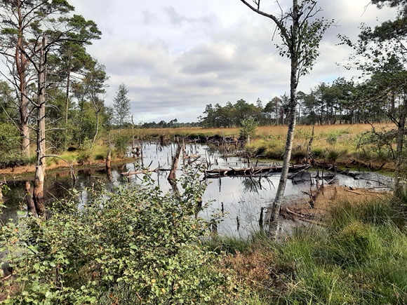 Foto:: August 2022: Ausflug in die Lueneburger Heide / Trip to Lueneburg Heath (Foto,Fotos,Bilder,Bild,)