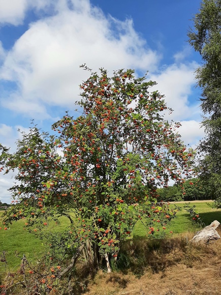 Foto:: August 2022: Ausflug in die Lueneburger Heide / Trip to Lueneburg Heath (Foto,Fotos,Bilder,Bild,)