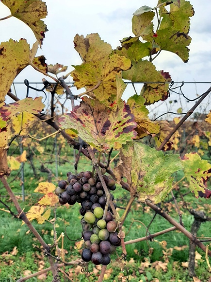Foto:: Kurzurlaub im Herbst in Heuchelheim 2022 / Short autumn vacation in Heuchelheim 2022 (Foto,Fotos,Bilder,Bild,)