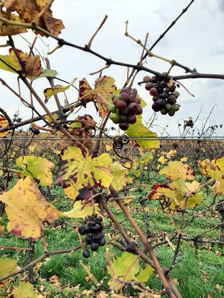 Foto:: Kurzurlaub im Herbst in Heuchelheim 2022 / Short autumn vacation in Heuchelheim 2022 (Foto,Fotos,Bilder,Bild,)