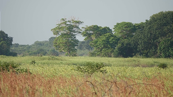 Foto:: Tembe Elephant Park / Kwangwanase / 29.03.2023 (Foto,Fotos,Bilder,Bild,)
