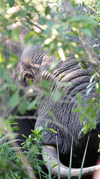 Foto:: Tembe Elephant Park / Kwangwanase / 29.03.2023 (Foto,Fotos,Bilder,Bild,)