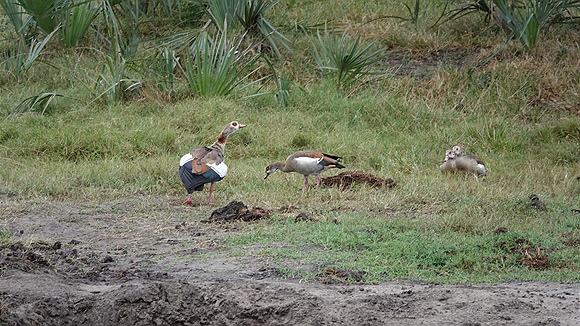 Foto:: Tembe Elephant Park / Kwangwanase / 30.03.2023 (Foto,Fotos,Bilder,Bild,)