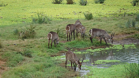 Foto:: Tembe Elephant Park / Kwangwanase / 30.03.2023 (Foto,Fotos,Bilder,Bild,)