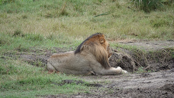 Foto:: Tembe Elephant Park / Kwangwanase / 31.03.2023 (Foto,Fotos,Bilder,Bild,)