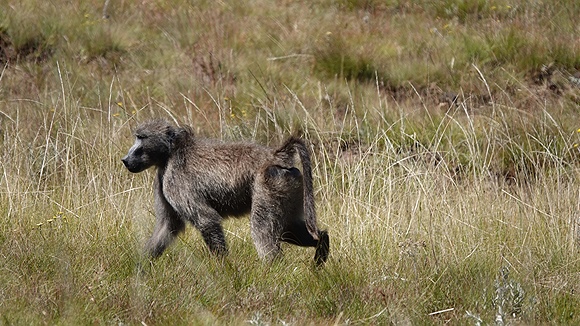 Foto:: Golden Gate Nationalpark / Dihlabeng / 06.04.2023 (Foto,Fotos,Bilder,Bild,)