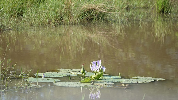 Foto:: Hluhluwe-Infolozi Park / Hluhluwe / 10.04.2023 (Foto,Fotos,Bilder,Bild,)