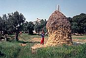 ID: 209: Urlaub / Rovinj / Mai 1983