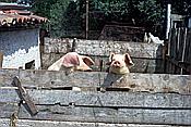 ID: 209: Urlaub / Rovinj / Mai 1983