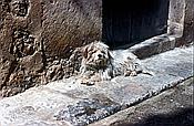 ID: 209: Hund / Soller / Mai1984