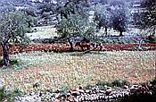 ID: 209: Pferd / Soller  / Mai 1984