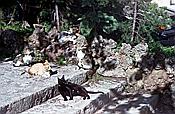 ID: 209: Rundgang / Valldemossa / Mai 1984