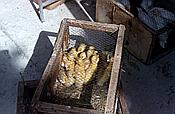 ID: 209: Wochenmarkt / Inca / Mai 1984