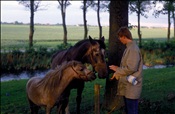 Foto SP_1985_06110: Nordstrand / Juni 1985