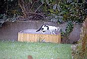 Foto SP_1985_09121: Katze / Schwerte / Oktober 1985