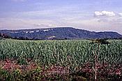 ID: 209: Spaziergang / Guardalavaca / 29.04.1992