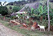 ID: 209: Tour / Cayo Saetia / 13.05.1992
