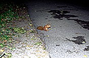 ID: 209: Eichhoernchen / Mragowo / September 1994