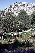 ID: 209: Wanderung Cami des Barrances / Soller / Juli 1998