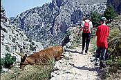 ID: 209: Wanderung Cami des Barrances / Soller / Juli 1998