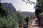 ID: 209: Wanderung Cami des Barrances / Soller / Juli 1998