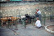ID: 209: Wochenmarkt / Sineu / Juli 1998