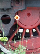 ID: 209: Blume / Wolsztyn / 11.06.2005