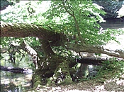 ID: 209: Reisen / Masuren