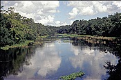 Foto SP_2005_07548: Flusslandschaft / Florida / 17.07.2005