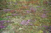 ID: 209: Reisen / Litauen / Sommer 2007