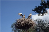 ID: 209: Reisen / Litauen / Sommer 2007
