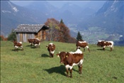 ID: 209: Reisen / Oesterreich + Bayern / Herbst 2007