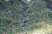 ID: 209: Reisen / Oesterreich + Bayern / Herbst 2007