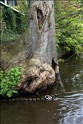 ID: 209: Giethoorn / 03.05.2008