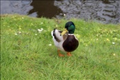 ID: 209: Giethoorn / 03.05.2008