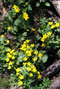ID: 209: Fruehlingsurlaub Kaernten 2008 / Spring vacation Carinthia 2008