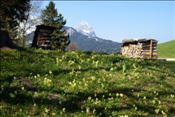 ID: 209: Fruehlingsurlaub Kaernten 2008 / Spring vacation Carinthia 2008