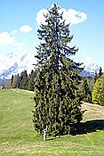 ID: 209: Fruehlingsurlaub Kaernten 2008 / Spring vacation Carinthia 2008
