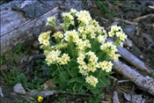 ID: 209: Fruehlingsurlaub Kaernten 2008 / Spring vacation Carinthia 2008