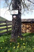 ID: 209: Fruehlingsurlaub Kaernten 2008 / Spring vacation Carinthia 2008