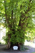 ID: 209: Fruehlingsurlaub Kaernten 2008 / Spring vacation Carinthia 2008