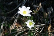 ID: 209: Fruehlingsurlaub Kaernten 2008 / Spring vacation Carinthia 2008